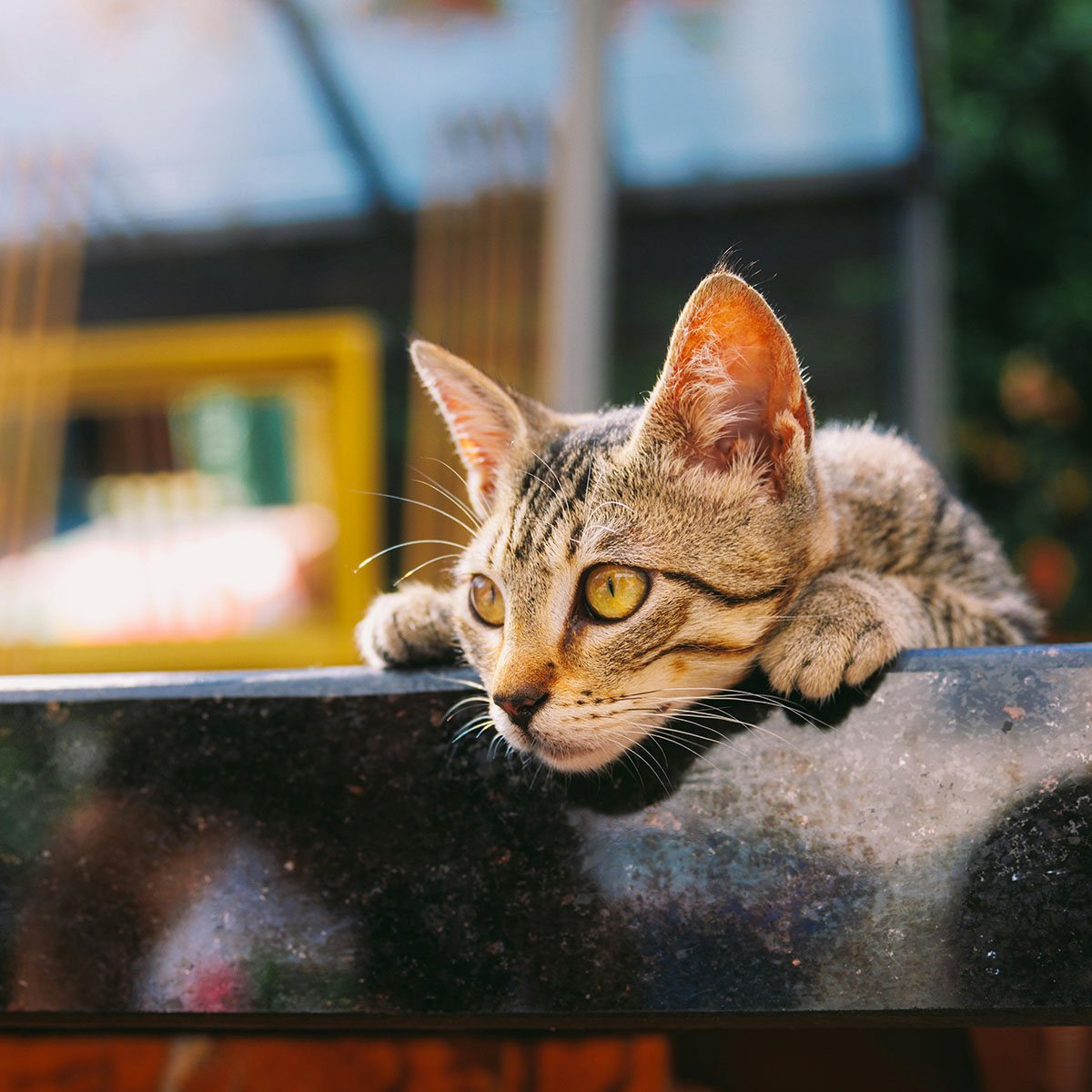 HSSPV | Cat