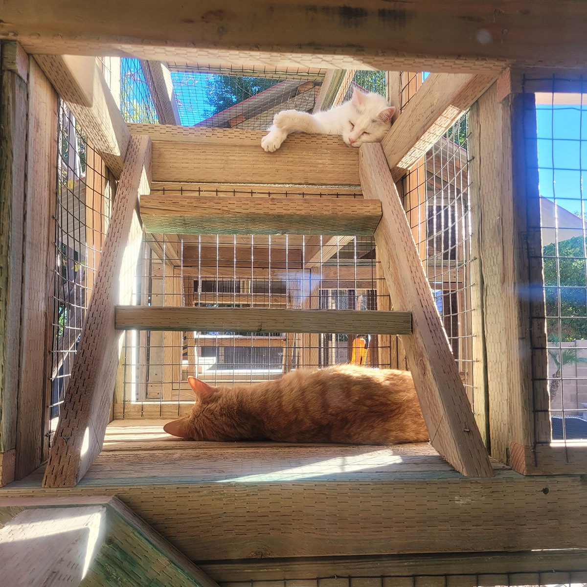 HSSPV | Cat