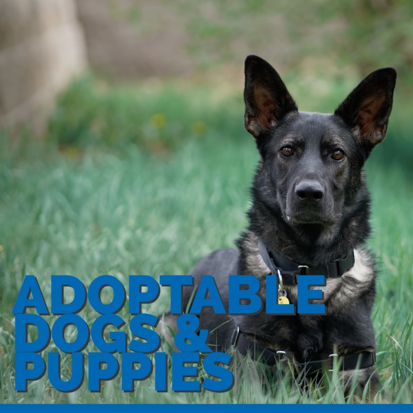 Adoptable Dogs & Puppies in the Denver Metro Area HSSPV