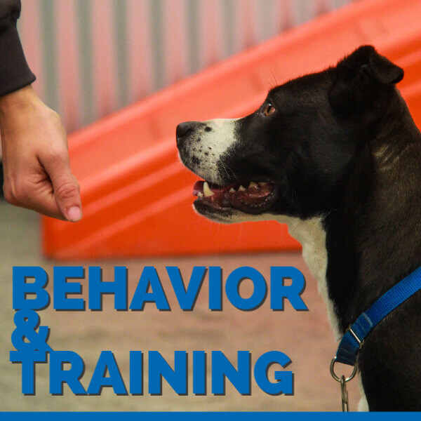 Dog Behavior & Training in the Denver Metro Area HSSPV